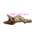 ナラキー（個別スタンプ：8）