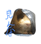 もるたろの逆襲（個別スタンプ：2）