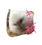もるたろの逆襲（個別スタンプ：6）