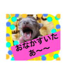 クンクン       くんくん（個別スタンプ：8）