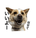 ぶさかわ犬【2】（個別スタンプ：1）