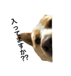 ぶさかわ犬【2】（個別スタンプ：2）
