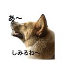 ぶさかわ犬【2】（個別スタンプ：3）