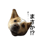ぶさかわ犬【2】（個別スタンプ：4）
