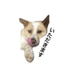 ぶさかわ犬【2】（個別スタンプ：5）