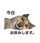 ぶさかわ犬【2】（個別スタンプ：7）
