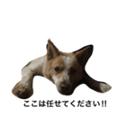 ぶさかわ犬【2】（個別スタンプ：8）