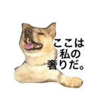 ぶさかわ犬【2】（個別スタンプ：9）