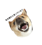 ぶさかわ犬【2】（個別スタンプ：10）