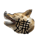 ぶさかわ犬【2】（個別スタンプ：12）