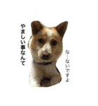 ぶさかわ犬【2】（個別スタンプ：13）