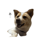 ぶさかわ犬【2】（個別スタンプ：15）