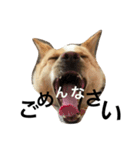 ぶさかわ犬【2】（個別スタンプ：19）