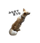 ぶさかわ犬【2】（個別スタンプ：20）