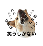 ぶさかわ犬【2】（個別スタンプ：23）