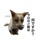 ぶさかわ犬【2】（個別スタンプ：25）