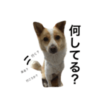 ぶさかわ犬【2】（個別スタンプ：27）
