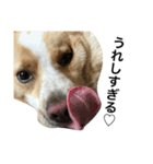 ぶさかわ犬【2】（個別スタンプ：28）