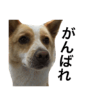ぶさかわ犬【2】（個別スタンプ：29）
