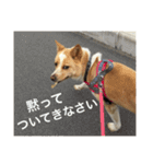 ぶさかわ犬【2】（個別スタンプ：31）