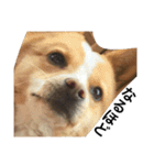 ぶさかわ犬【2】（個別スタンプ：32）