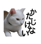 長猫プ太郎（個別スタンプ：7）