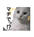 長猫プ太郎（個別スタンプ：12）