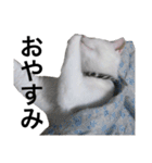 長猫プ太郎（個別スタンプ：29）