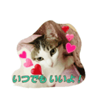 キャットランド（個別スタンプ：1）