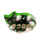 キャットランド（個別スタンプ：2）