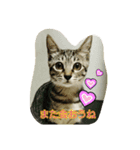 キャットランド（個別スタンプ：3）
