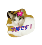 キャットランド（個別スタンプ：4）