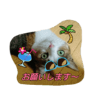 キャットランド（個別スタンプ：5）