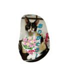 キャットランド（個別スタンプ：6）