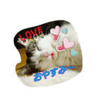 キャットランド（個別スタンプ：7）