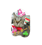 キャットランド（個別スタンプ：8）