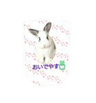 フーちゃんスタンプよ（個別スタンプ：12）