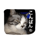 ウチの猫たち（個別スタンプ：1）