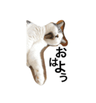 ウチの猫たち（個別スタンプ：2）
