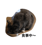 ウチの猫たち（個別スタンプ：4）