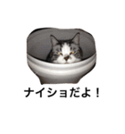 ウチの猫たち（個別スタンプ：7）