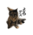 ウチの猫たち（個別スタンプ：8）