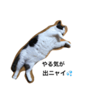 ウチの猫たち（個別スタンプ：9）