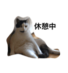 ウチの猫たち（個別スタンプ：10）