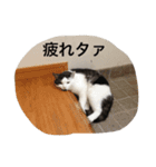 ウチの猫たち（個別スタンプ：11）