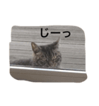 ウチの猫たち（個別スタンプ：12）