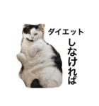 ウチの猫たち（個別スタンプ：13）