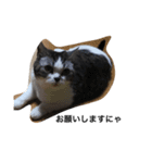 ウチの猫たち（個別スタンプ：14）