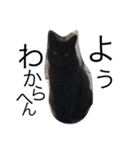 ウチの猫たち（個別スタンプ：16）