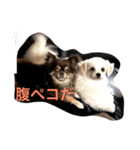 藤原動物園（個別スタンプ：1）